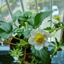 서울농약종묘사 이미지