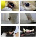 힐스타동물병원 이미지