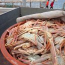 포항싱싱 | [영덕/포항] 영덕 대게의 정석! 영덕 대게 저렴하고 싱싱하게 먹는 법? 포항 지역 배달 팁 내돈내산 후기