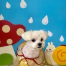 늘 예쁘개 이미지