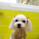 이뿌개 귀엽개 이미지