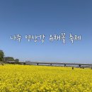 [전남 나주 축제] 영산강 유채꽃 (개화 상황/주차/철도공원)
