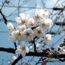 보탑사 경내의 아름다운 꽃 이미지 이미지
