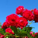 장미공원 주차장 이미지