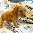 도그마루(왕십리점) 이미지