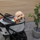 스타켄넬 | 월계 스타필드마켓 강아지동반 방문 후기