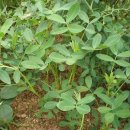 그린농장(GREEN) 이미지