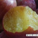 진이오얏농원