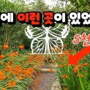 지금 바로 가야하는 환상적인 여행지 소개해 드립니다. 아름다운 꽃 5천만 송이를 만나볼 수 있는 신안에 가보세요! 이미지