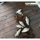 송전지 송도좌대