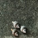 라메르펜션리조트 | 경주숙소 에어비엔비 숙소 추천 감포리조트펜션 라메르