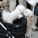 코리아동물병원 이미지