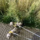 뽀끼타운 이미지