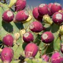 열매이야기 이미지