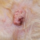 스텔라동물의료센터 이미지