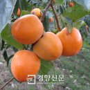 대봉축산