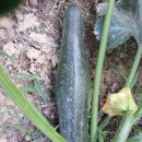 정골농장 이미지