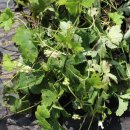 진범이네 농장 이미지