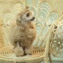 그루밍 캐나다 이미지