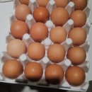 계림유통 | 나는자연인이다 유정란 40구 직접 깨보니 노른자부터 달랐던 동물복지계란 후기