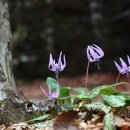 양산 내원사계곡(2016.3.29) 이미지