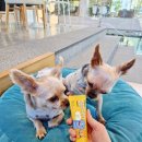 덴탈플러스 | 강아지 치약 페스룸 덴탈 클린 치약 플러스 후기