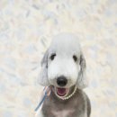 트리밍스튜디오제제 이미지