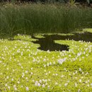 꽃집아가씨 이미지