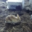 구가설렁탕 이미지