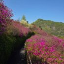 로망스 | 로망스투어 솔직후기. 완주 화산꽃동산, 고산시장, 아원고택, 구의저수지 코스 26.4.18
