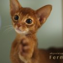 캐터리 페르마타 이미지