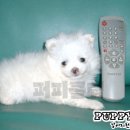 퍼피클럽 이미지