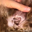 미라클 독 이미지