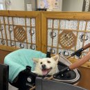 GR(장흥군)-[흥성로]-하-2 | 이번 주제는 가족여행으로 하겠습니다.. 근데 이제 강아지를.. 곁들인🐶