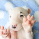 베이비몽 이미지