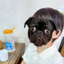 풍천장어 직판구이 이미지