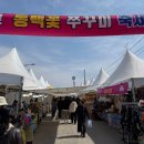 봄내음 가득한 꽃차 | 서천 마량리 동백꽃 주꾸미 축제 생생 방문 후기: 봄내음 가득한 어촌의 정취