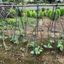 콩이야기 이미지