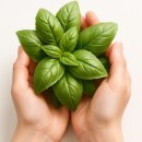 페스토랑 이미지