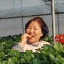 모아베리교육농장 이미지