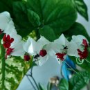 클레로덴드럼 (클레오덴드론) 톰소니아에 Clerodendrum thomsoniae Baifour＜열대식물원＞ 이미지