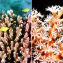 산호 이미지