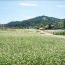 메밀꽃 이미지