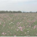 낙동강관리본부 대저생태공원 2 이미지