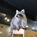쿠니쿠니
