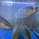 제일수산 | [강남] 강남역에서 제일핫한 대방어 맛집 ‘자매수산’ 방어 제철모듬회 후기