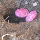 이삼농장 이미지