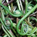 고비농장 이미지