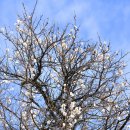 북면023 | 매화-2026-023. 창원시 북면 달천구천 매화 - 추워도 향기를 팔지 않는다(2026.03.14.)