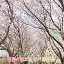 영산포풍물시장 | 나주 영산포 벚꽃길(이창동 벚꽃) 다녀온 후기